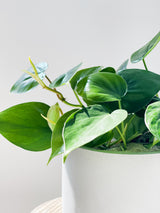 Trailing Philodendrons