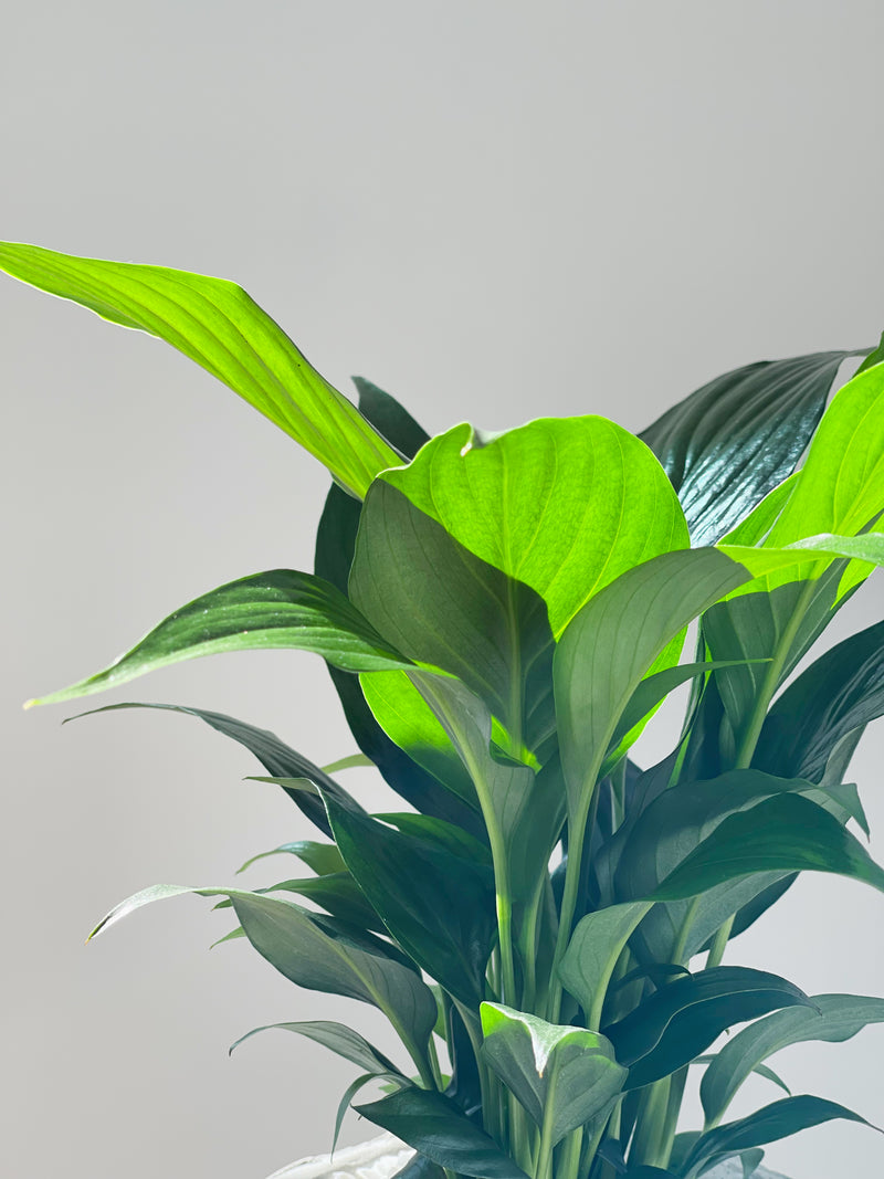 Peace Lily