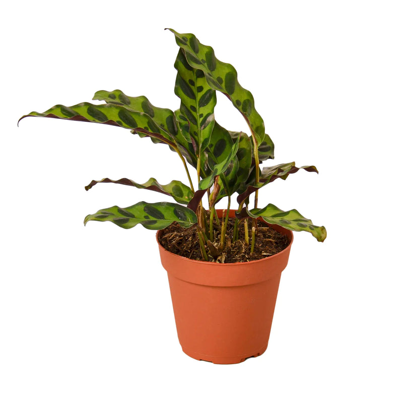 Calathea Varieties