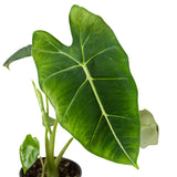 Alocasia Varieties