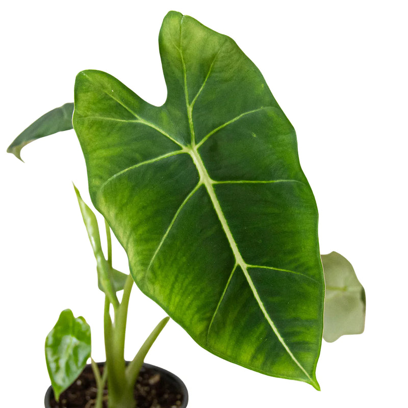 Alocasia Varieties