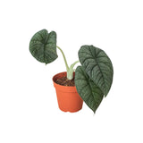 Alocasia Varieties