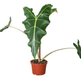 Alocasia Varieties