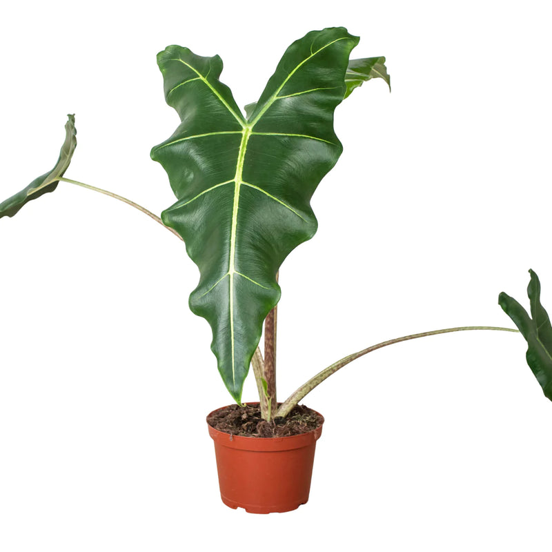 Alocasia Varieties