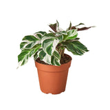Calathea Varieties