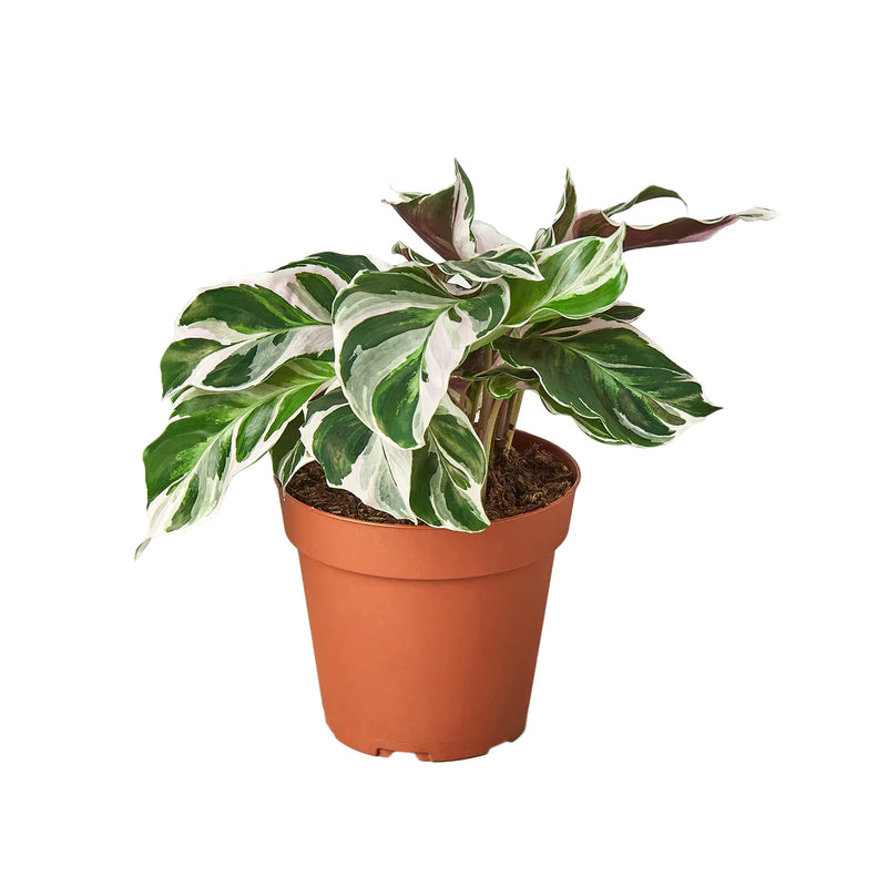 Calathea Varieties