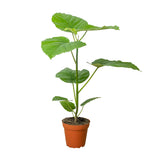 Ficus Varieties