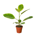 Ficus Varieties
