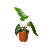 Philodendron Varieties