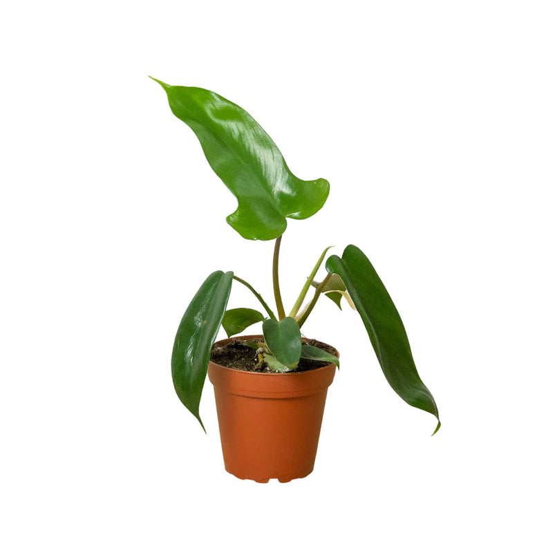 Philodendron Varieties