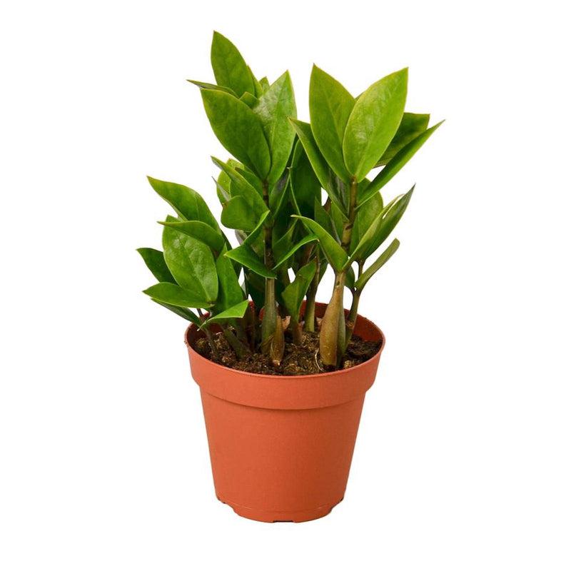 Desk Plant | ZZ