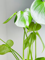 Philodendron Monstera