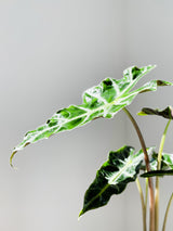 Alocasia Varieties