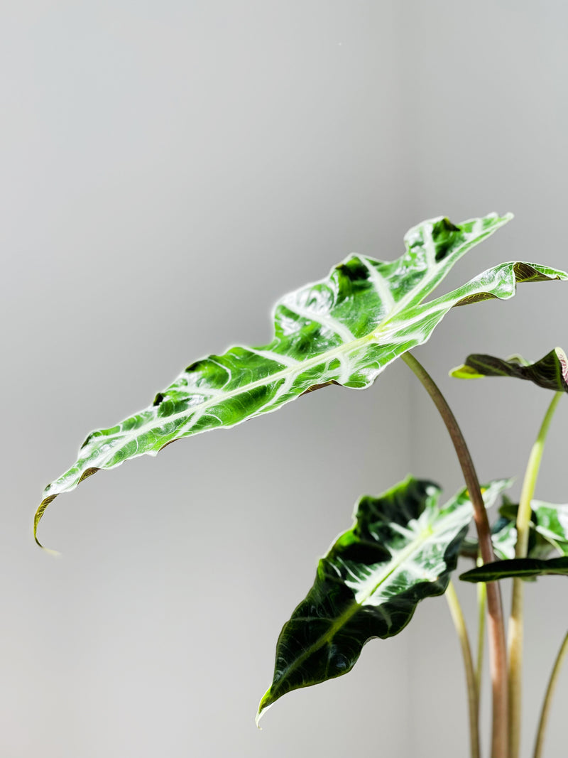 Alocasia Varieties