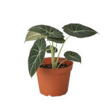 Alocasia Varieties