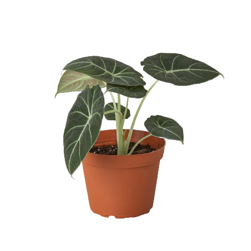 Alocasia Varieties
