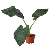 Alocasia Varieties
