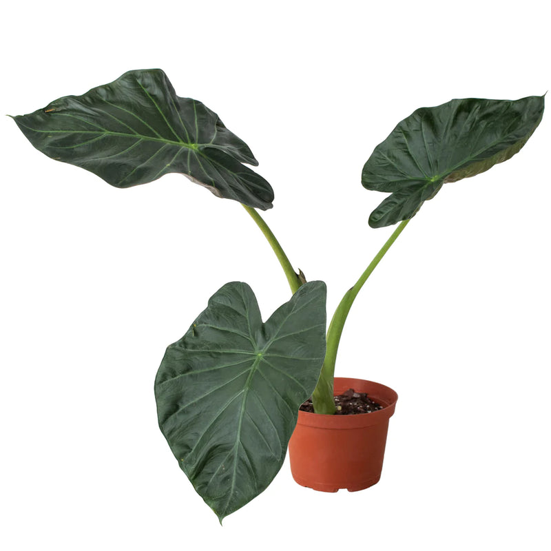 Alocasia Varieties