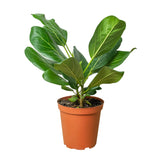 Ficus Varieties