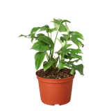 Trailing Philodendrons