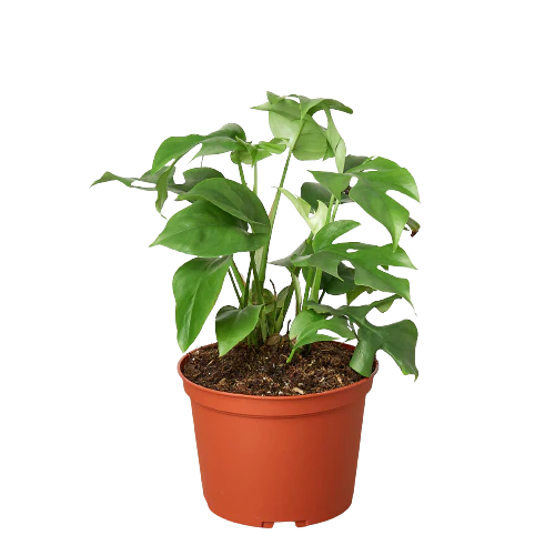 Trailing Philodendrons