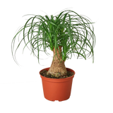 Palm Varieties