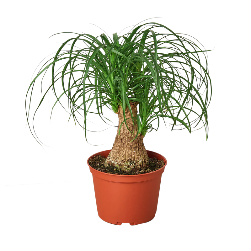 Palm Varieties