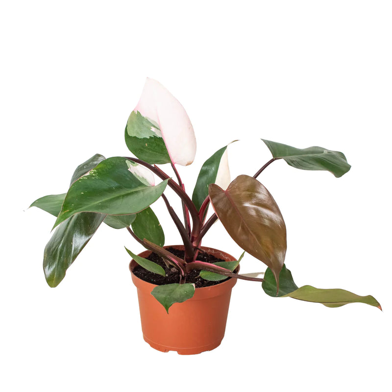 Philodendron Varieties