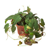 Trailing Philodendrons