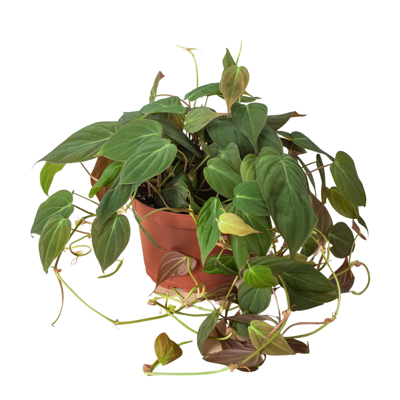 Trailing Philodendrons