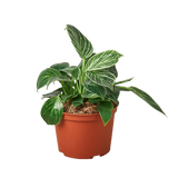 Philodendron Varieties