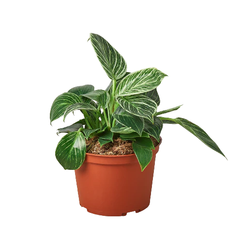 Philodendron Varieties
