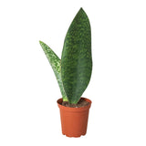 Snake Plant Varieties