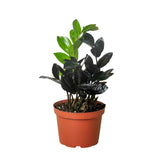 ZZ Plants