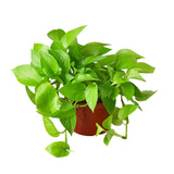 Pothos Varieties