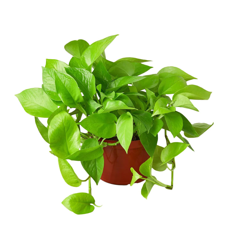Pothos Varieties