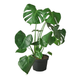 Philodendron Monstera