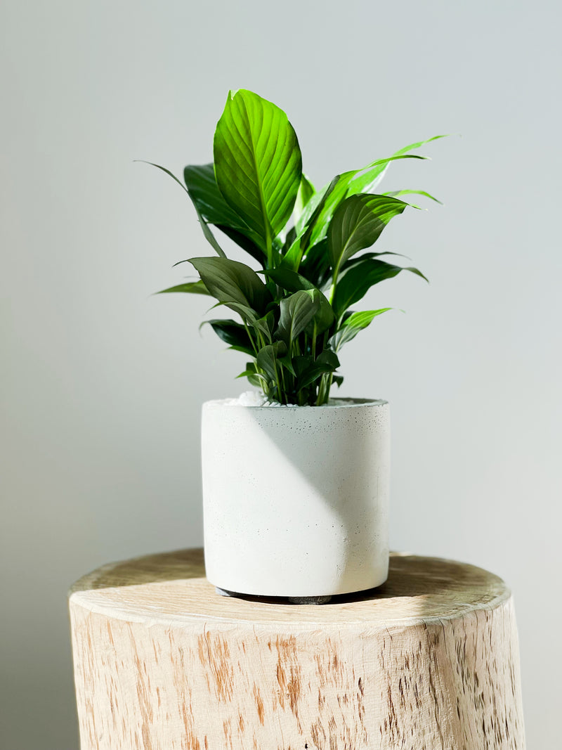 Peace Lily