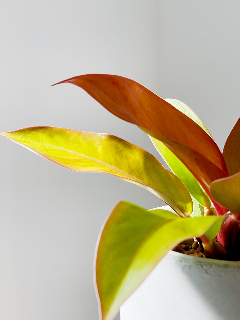 Philodendron Varieties