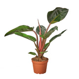 Philodendron Varieties