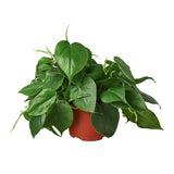 Trailing Philodendrons
