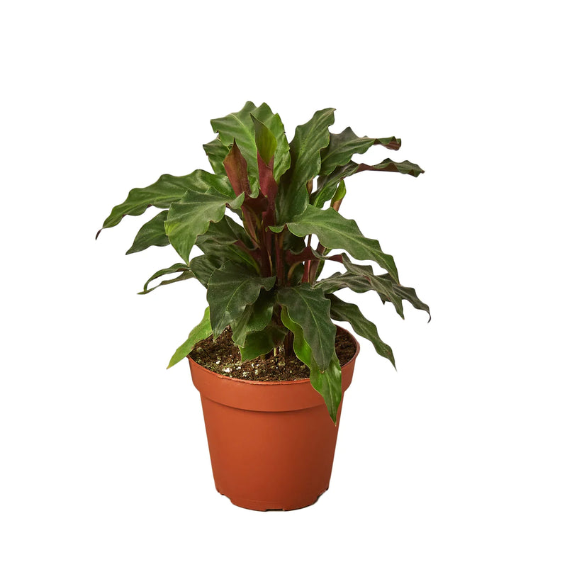 Calathea Varieties