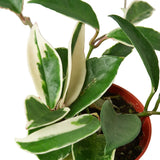 Hoya Varieties