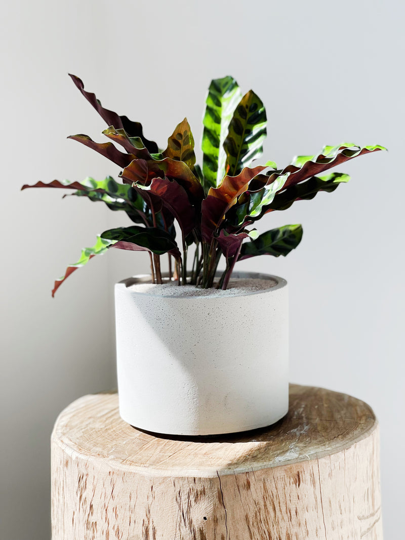 Calathea Varieties