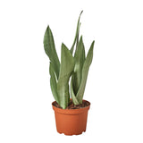 Snake Plant Varieties