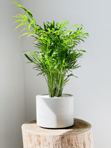 Palm Varieties