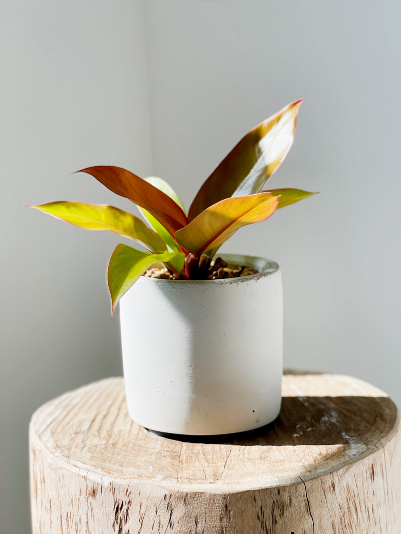 Philodendron Varieties