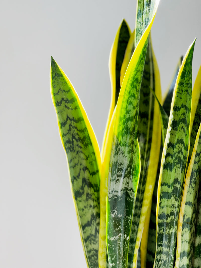 Snake Plant Varieties