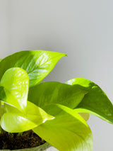 Pothos Varieties