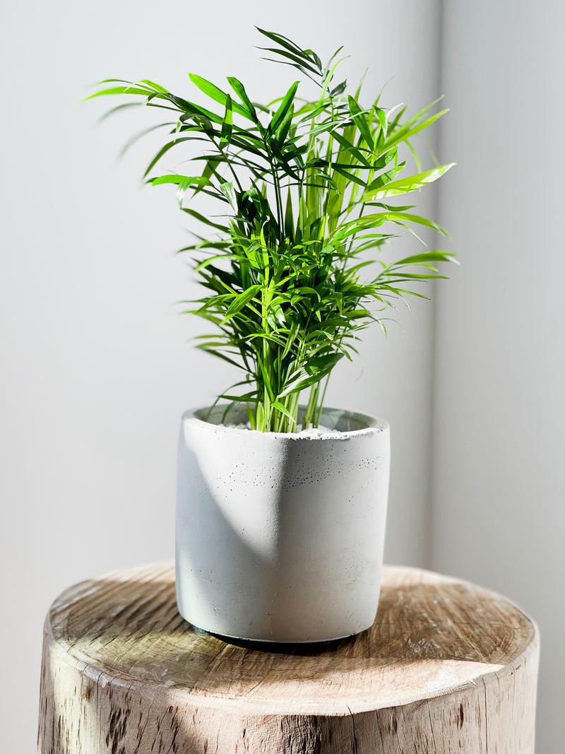 Palm Varieties